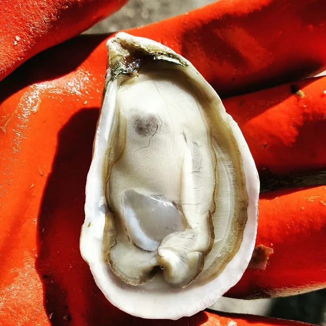 Large Steaming Oysters